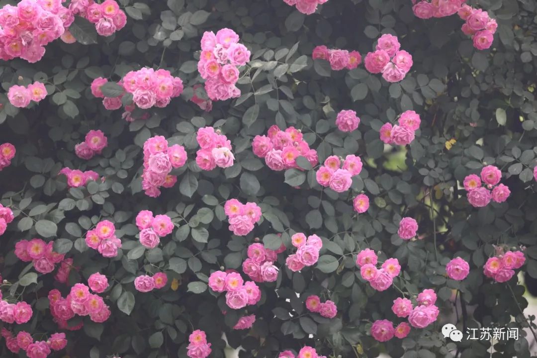 DƬ